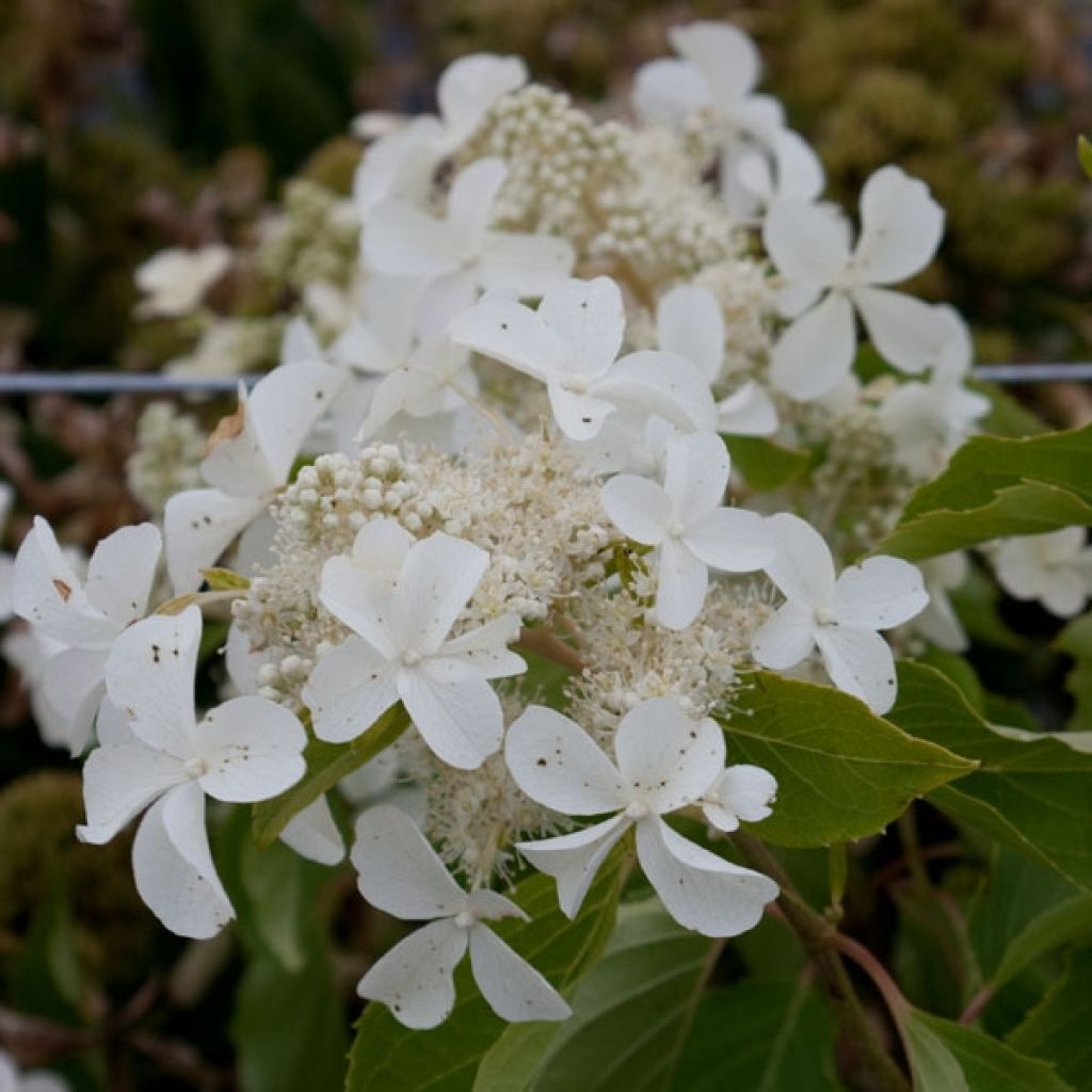 Hortensia - Hydrangea paniculata Levana en pot de 10 L