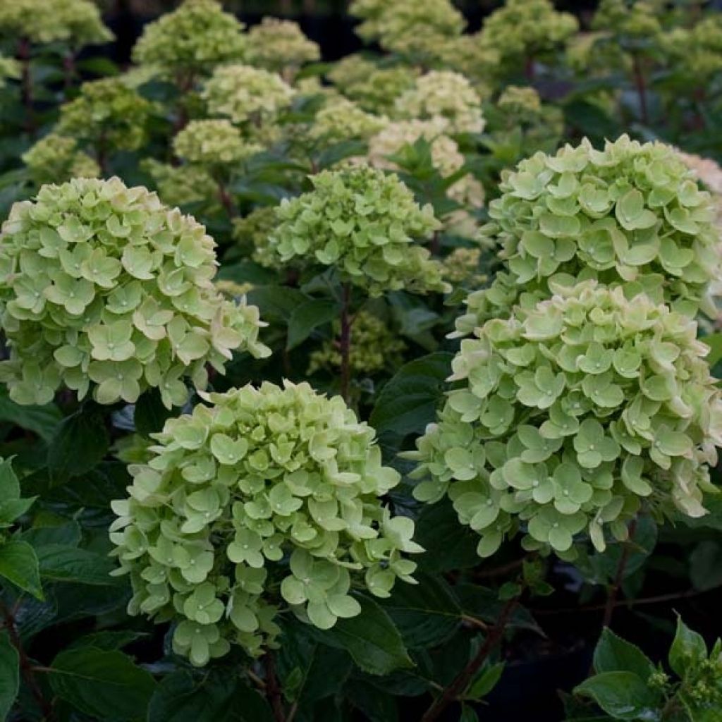 Hydrangea paniculata Little Lime