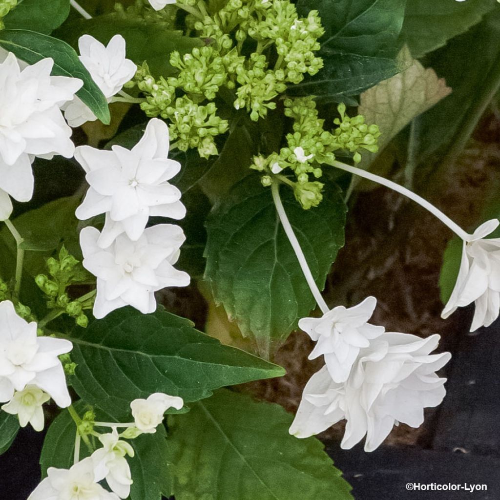 Hydrangea macro Shooting Star - Hortensia