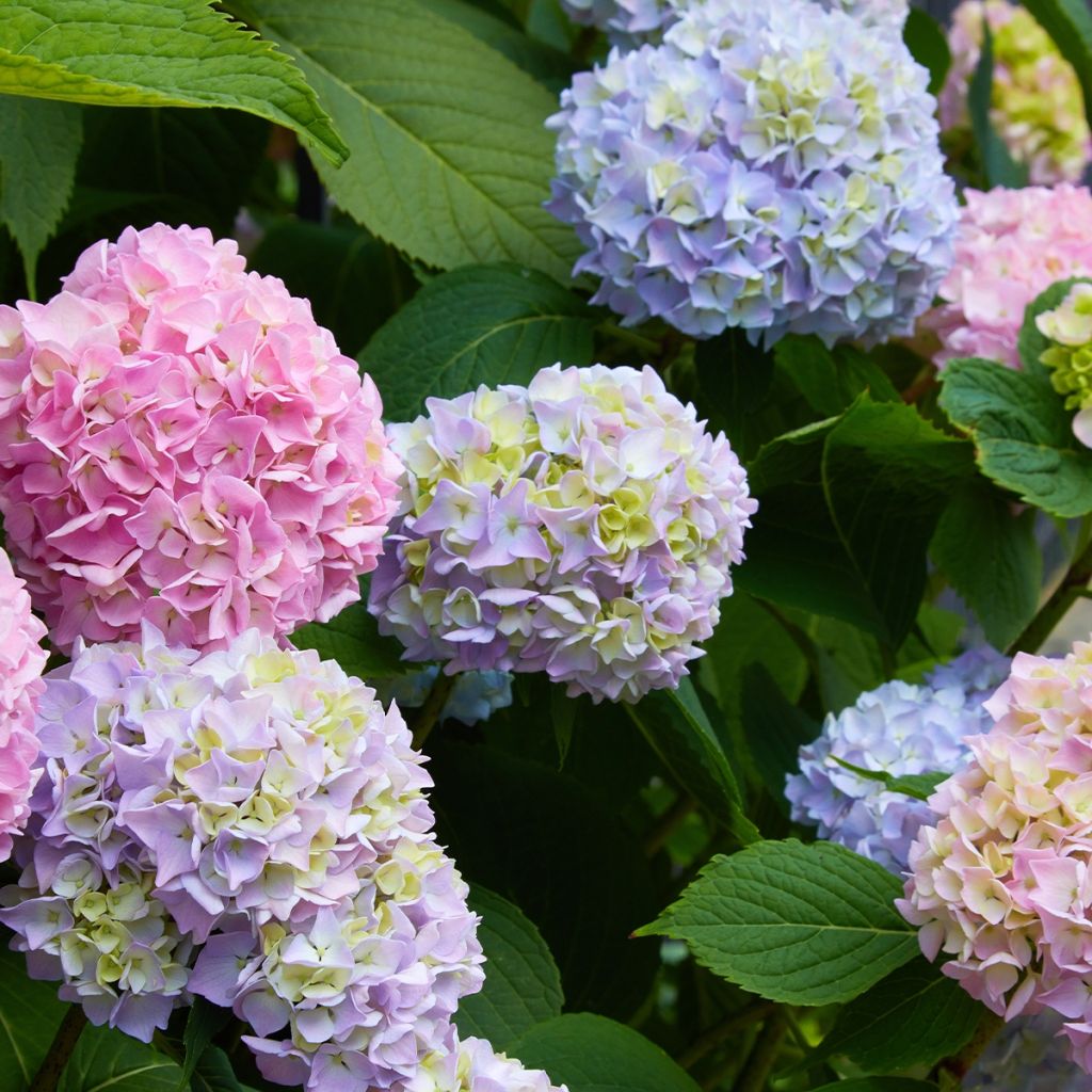 Hortensia - Hydrangea macrophylla Ankong