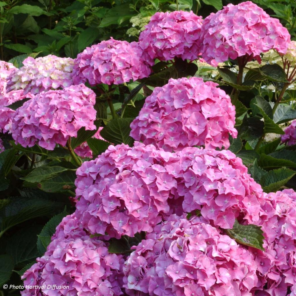 Hydrangea  macrophylla  Benelux (rose)