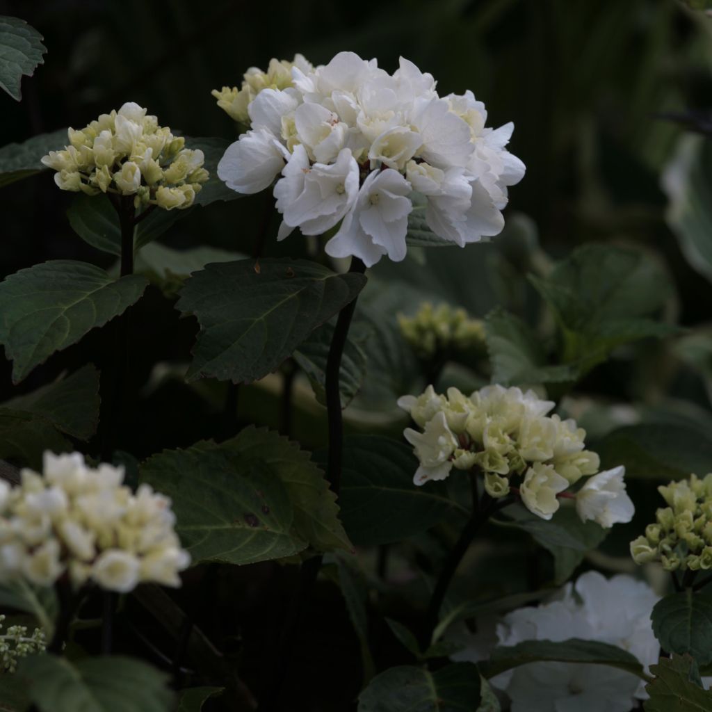 Hydrangea macrophylla Black Steel Zebra