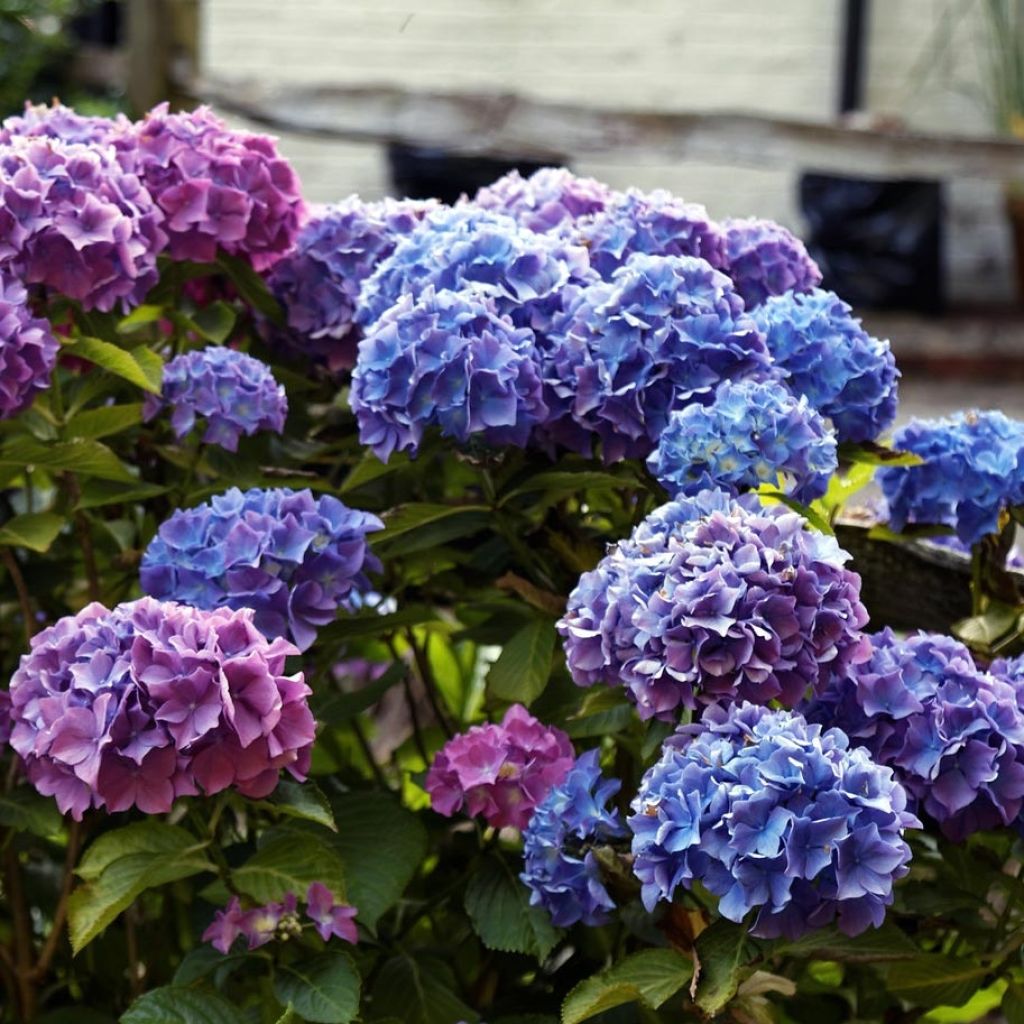 Hortensia - Hydrangea macrophylla Blauer Zwerg