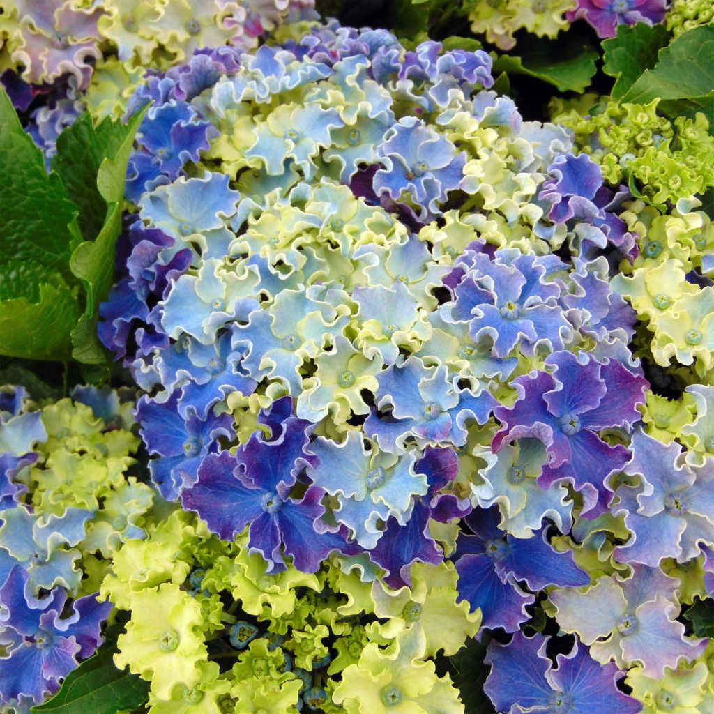 Hortensia - Hydrangea macrophylla Curly Sparkle Blue