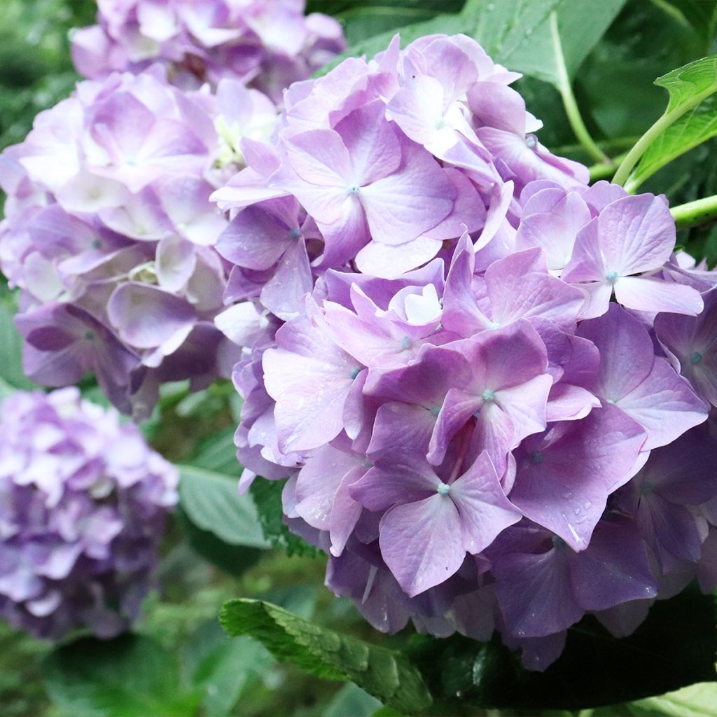 Hortensia - Hydrangea macrophylla Deutschland