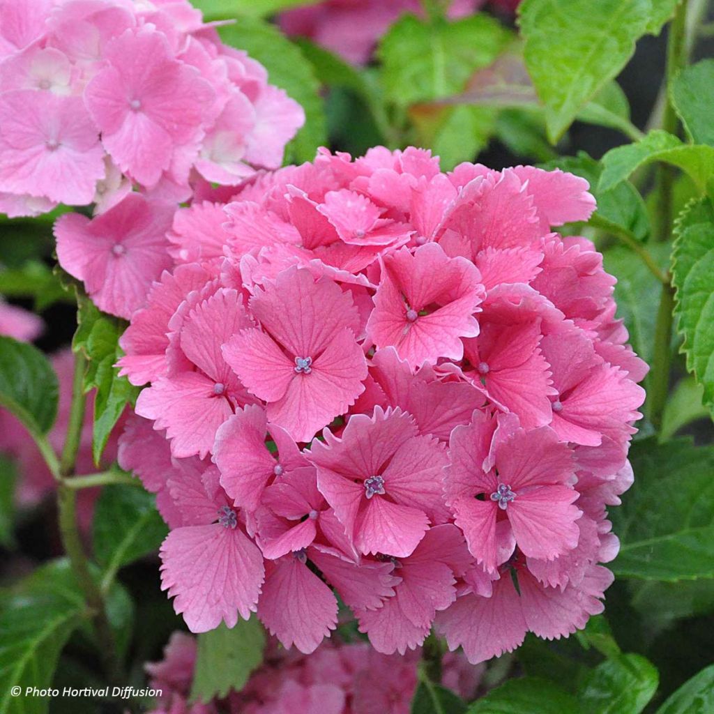 Hortensia - Hydrangea macrophylla  Dolce Farfalle