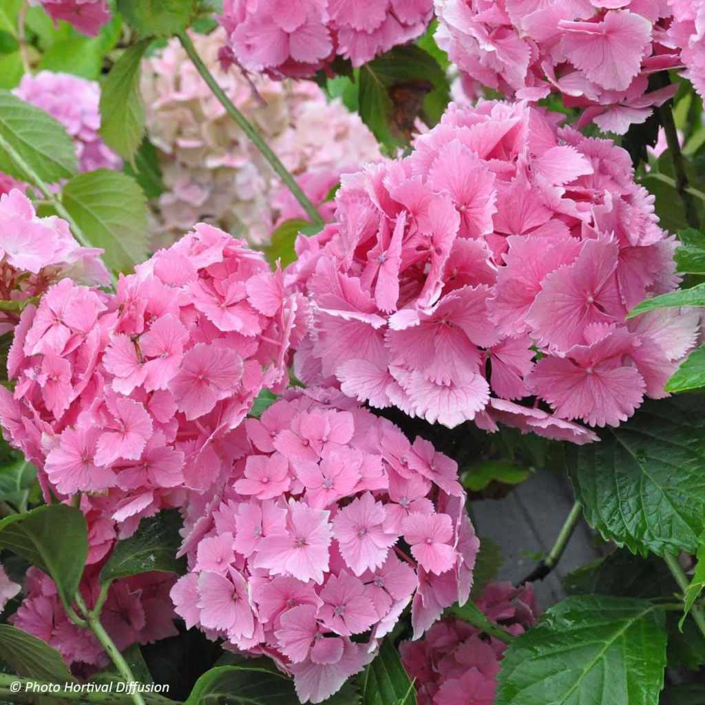 Hortensia - Hydrangea macrophylla  Dolce Farfalle