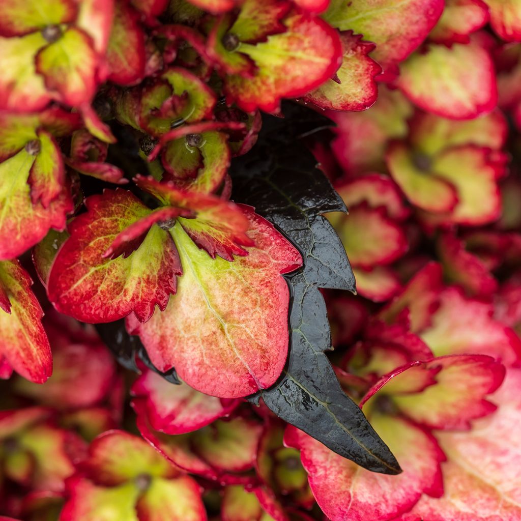 Hydrangea macrophylla Eclipse