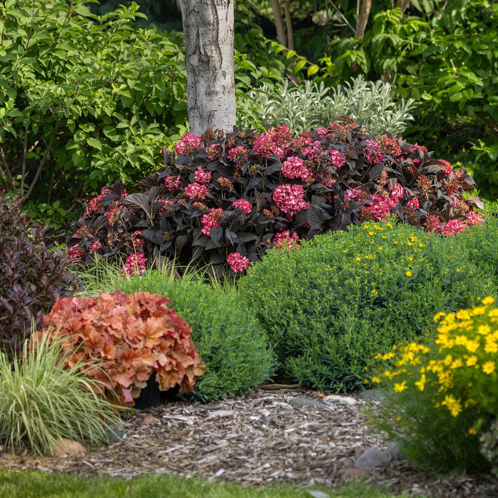 Hydrangea macrophylla Eclipse