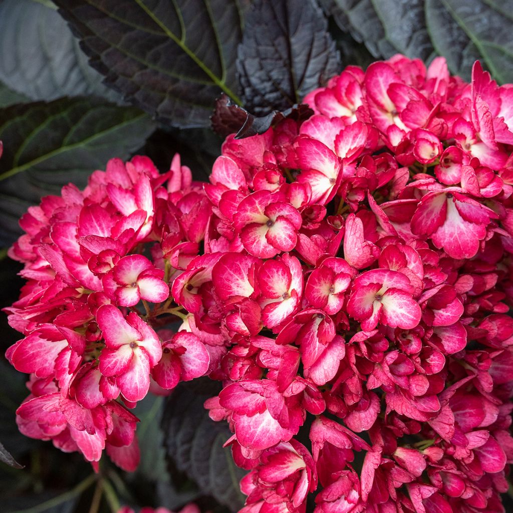 Hydrangea macrophylla Eclipse