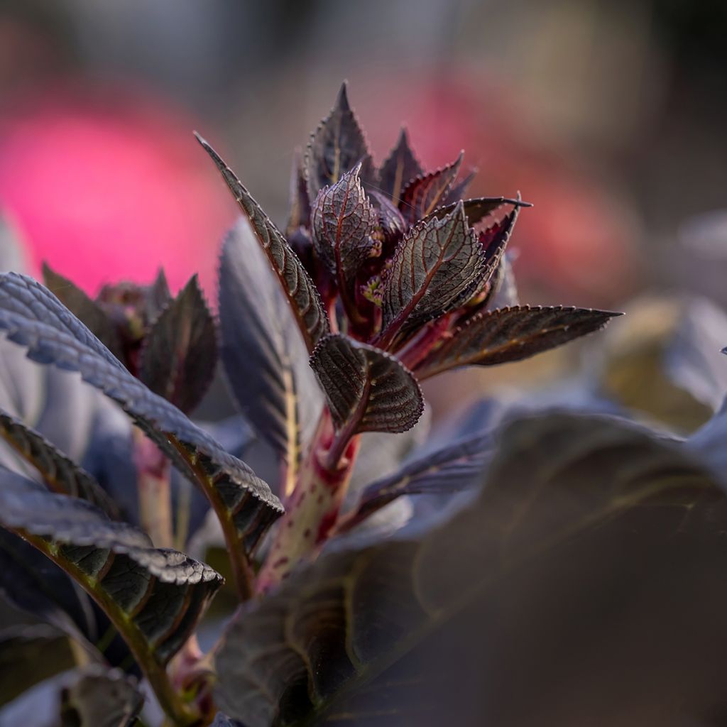 Hydrangea macrophylla Eclipse