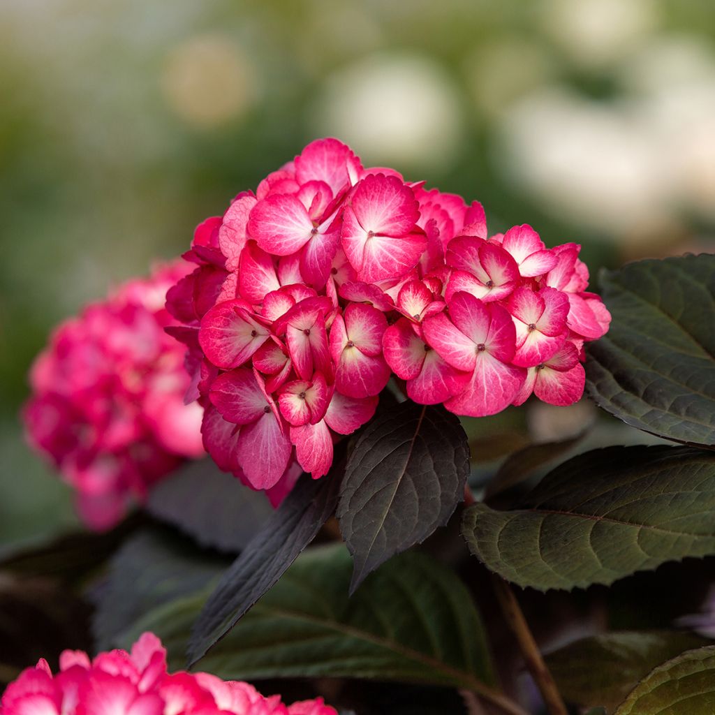 Hydrangea macrophylla Eclipse