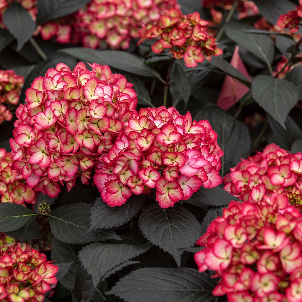 Hydrangea macrophylla Eclipse