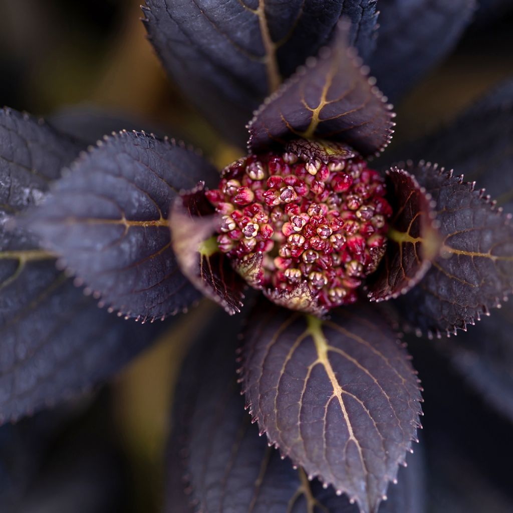 Hydrangea macrophylla Eclipse