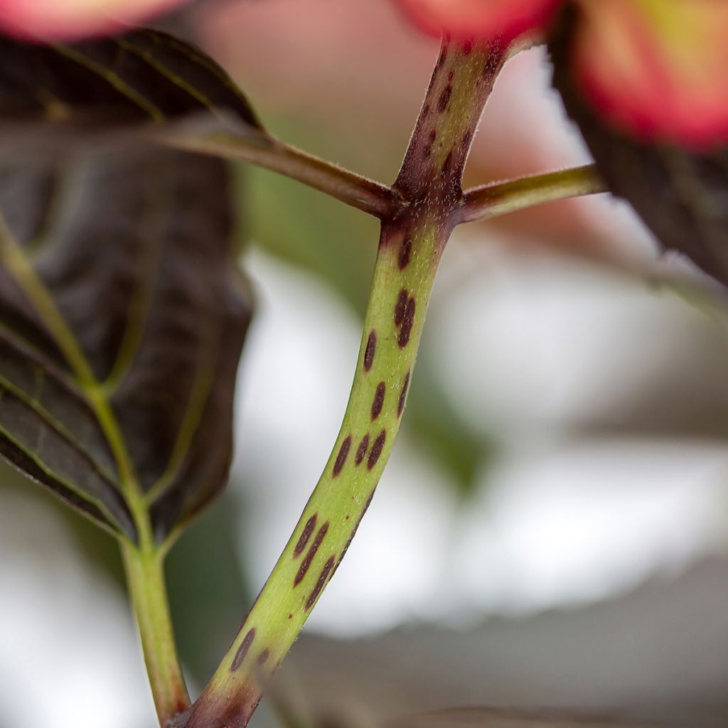 Hydrangea macrophylla Eclipse