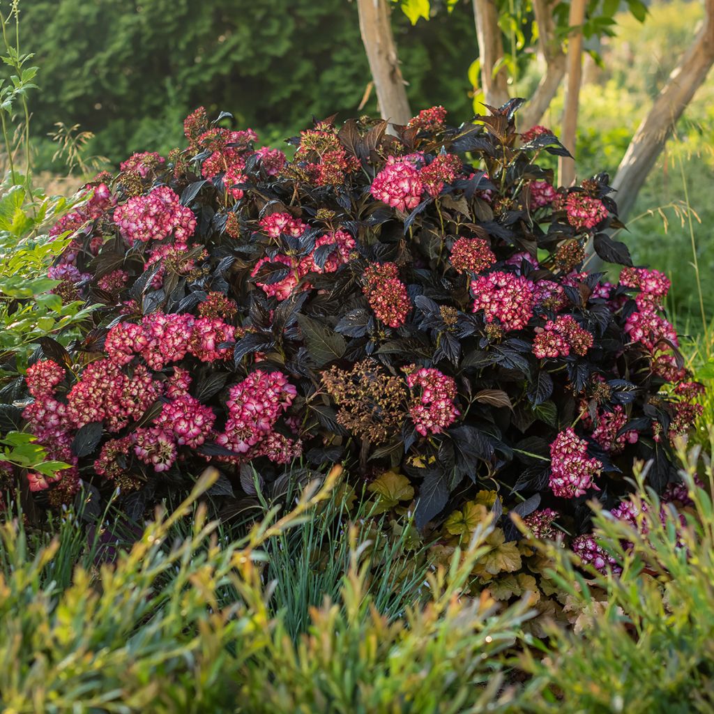 Hydrangea macrophylla Eclipse