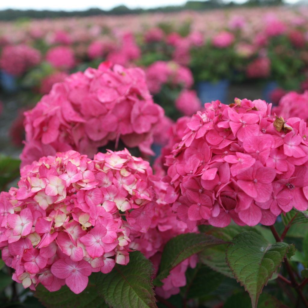 Hydrangea (x) macrophylla Endless Summer  Bloomstar