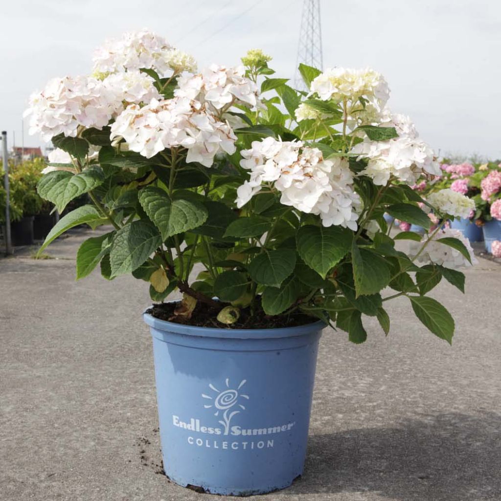 Hortensia - Hydrangea macrophylla Endless Summer The Bride