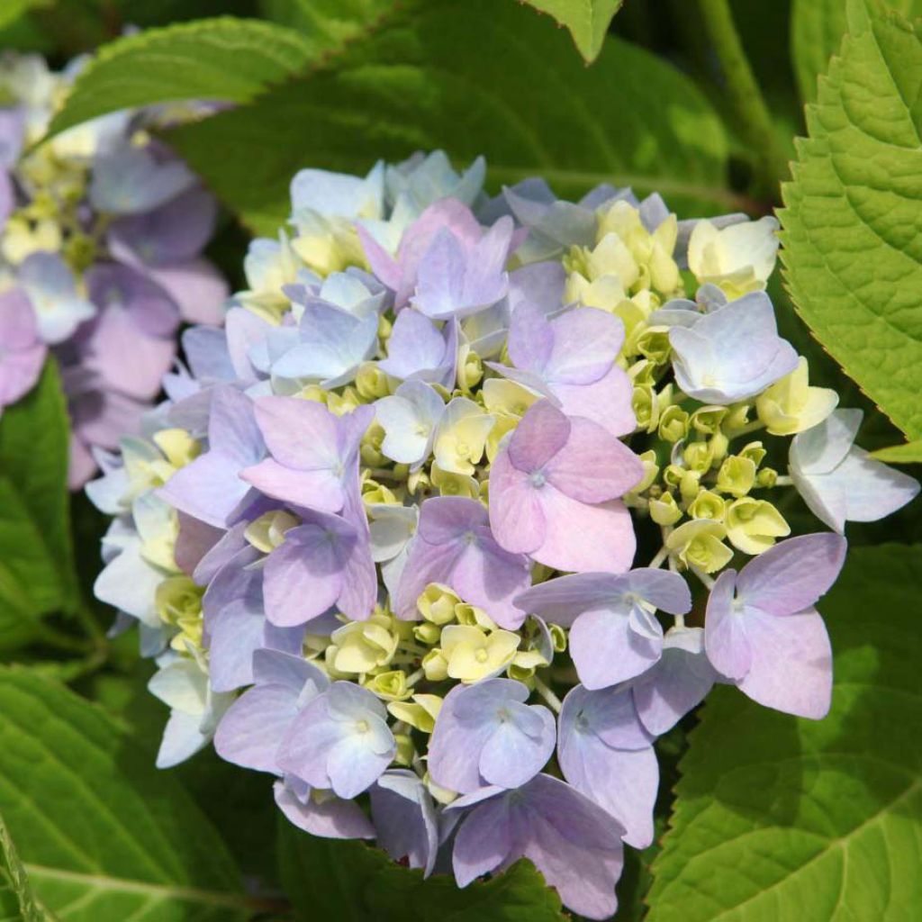 Hortensia - Hydrangea macrophylla Endless Summer The Original (bleu)