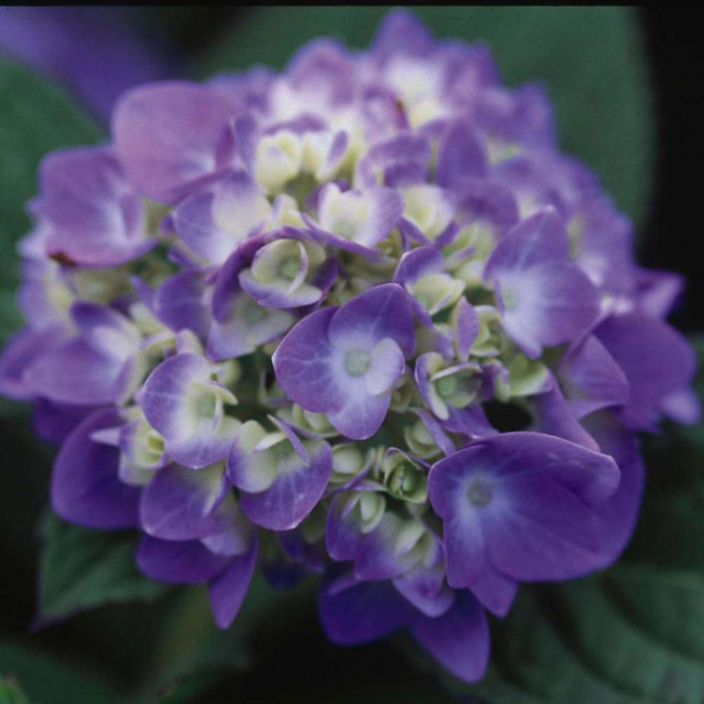 Hortensia - Hydrangea macrophylla Endless Summer The Original (bleu)