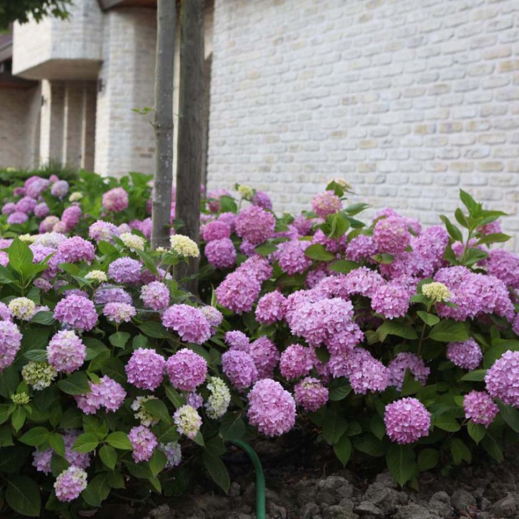 Hortensia - Hydrangea macrophylla Endless Summer The Original (rose)