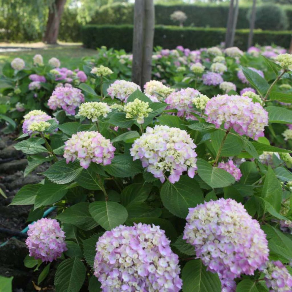 Hydrangea macrophylla Endless Summer The Original Pink