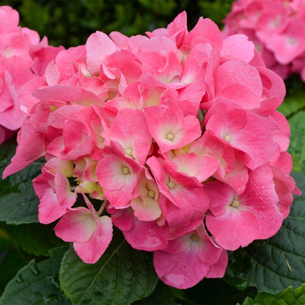 Hortensia - Hydrangea macrophylla Freudenstein