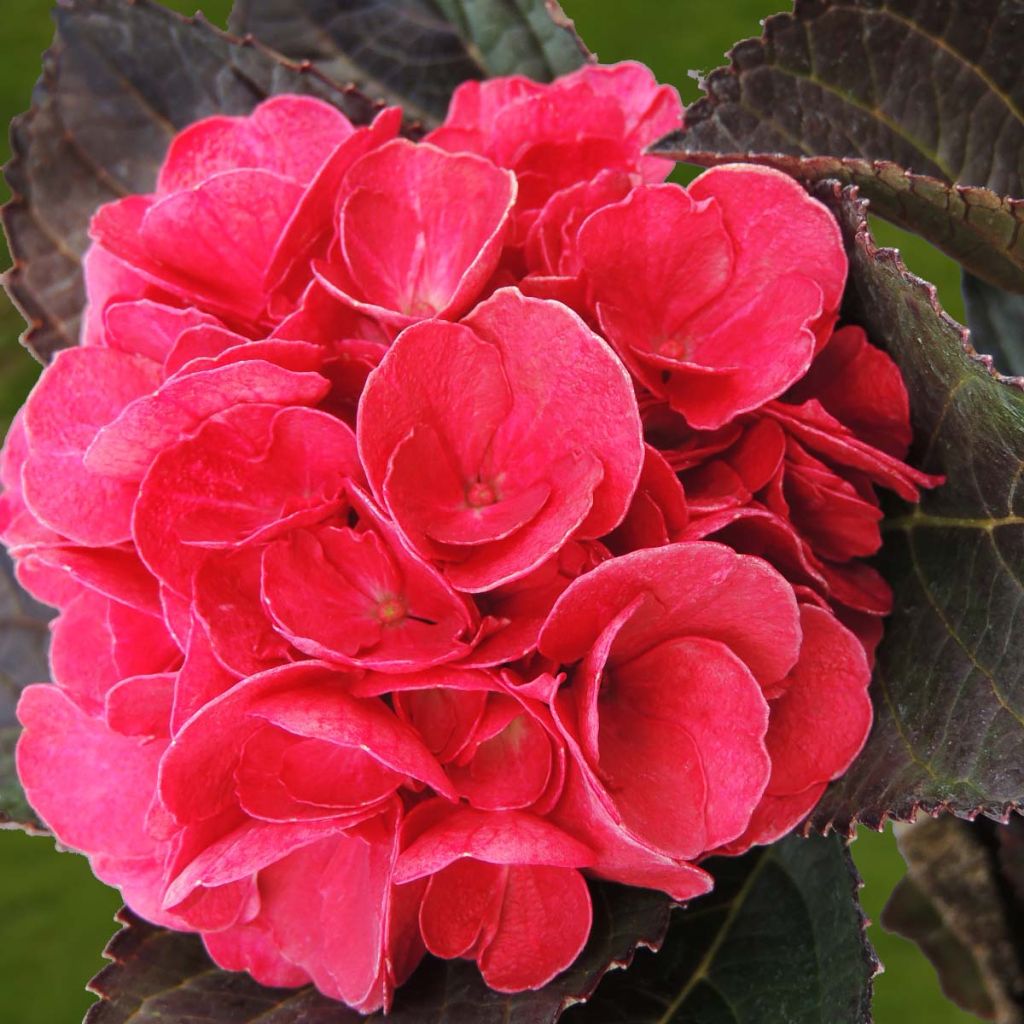 Hortensia - Hydrangea macrophylla Julisa