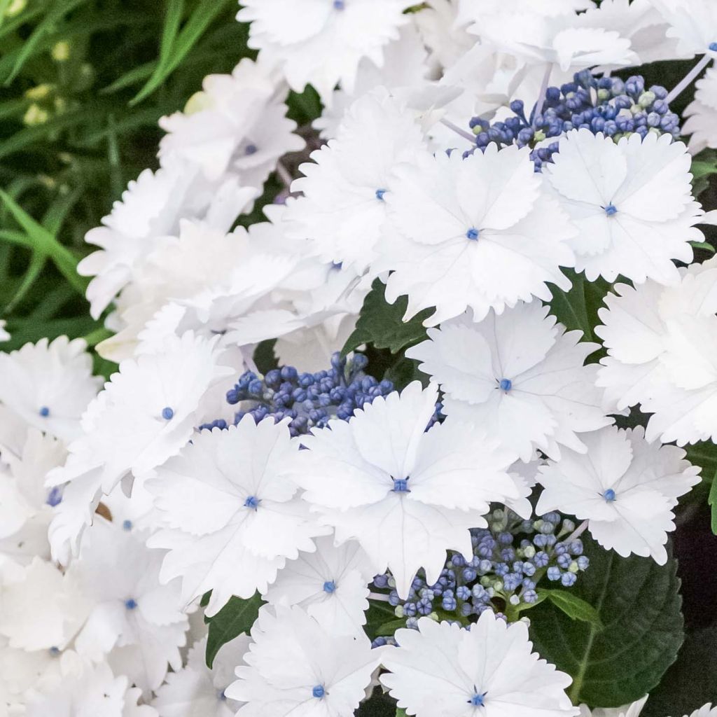 Hydrangea macrophylla Koria