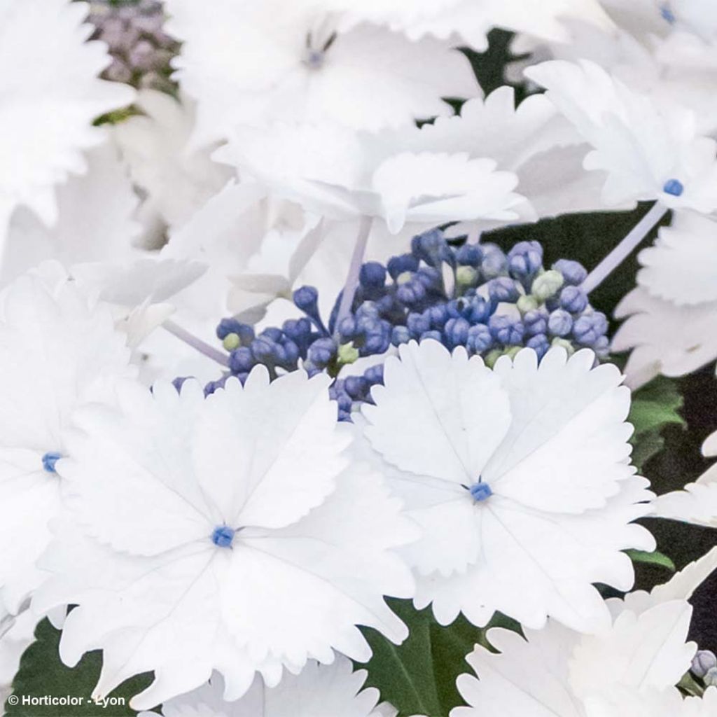 Hydrangea macrophylla Koria