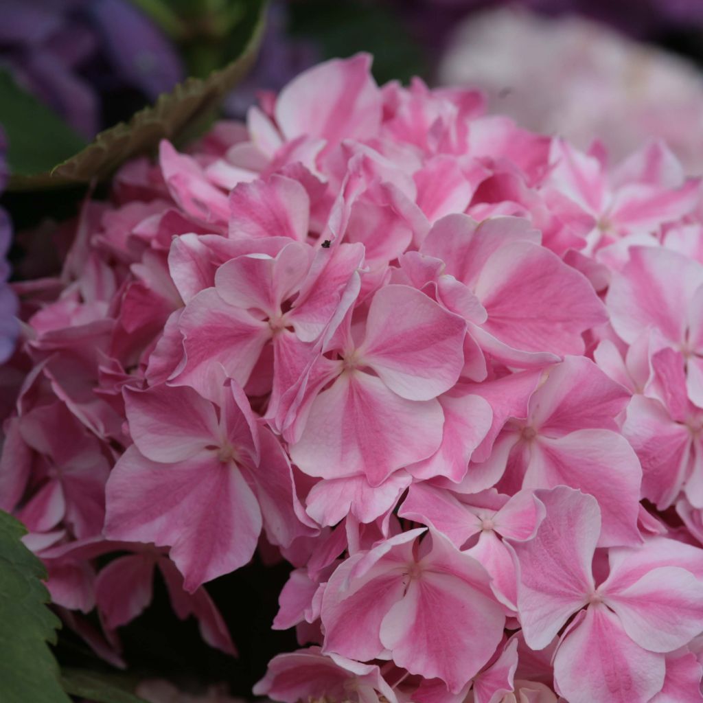 Hortensia - Hydrangea macrophylla La Vie en Rose