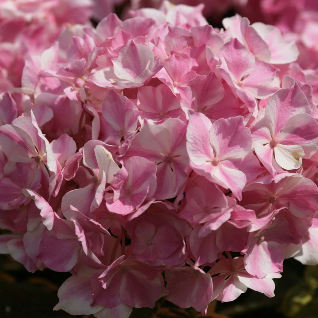 Hortensia - Hydrangea macrophylla La Vie en Rose