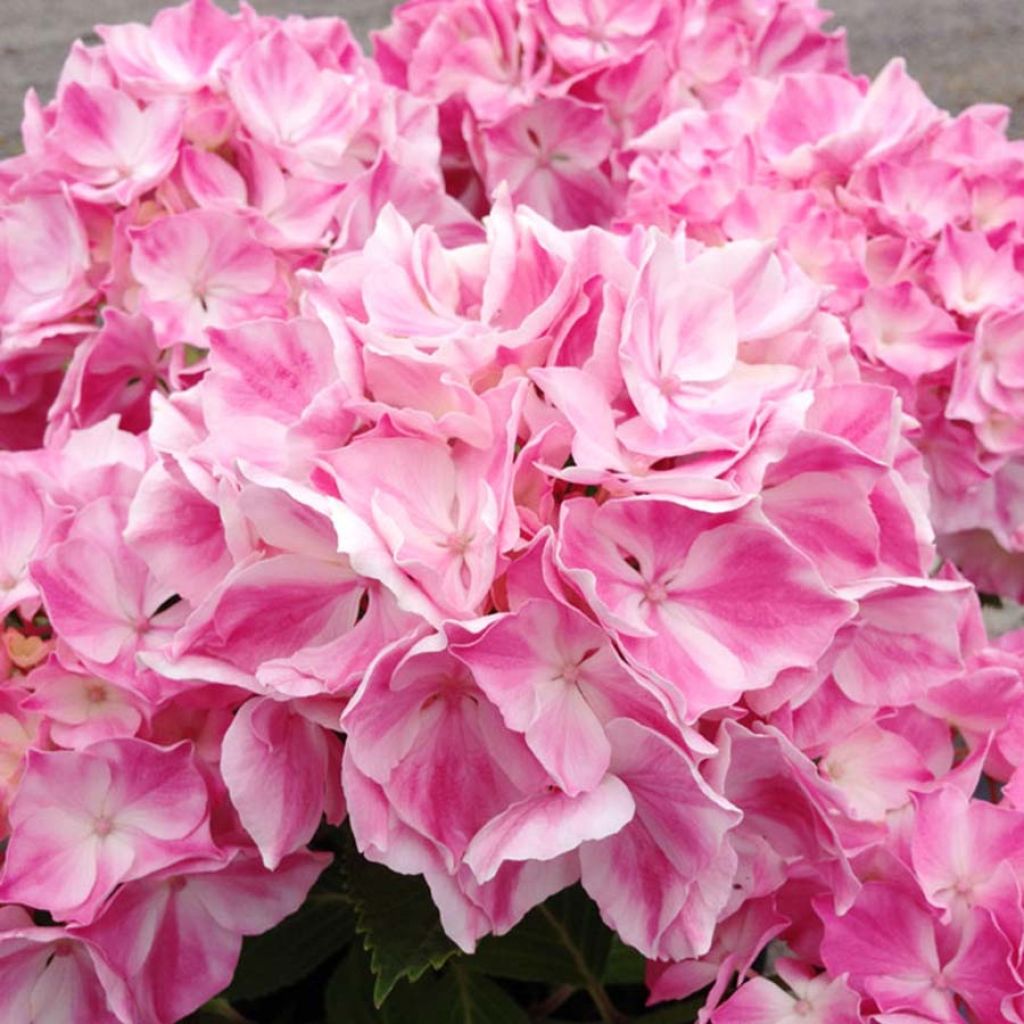 Hydrangea macrophylla Rendez-Vous - La Vie en Rose