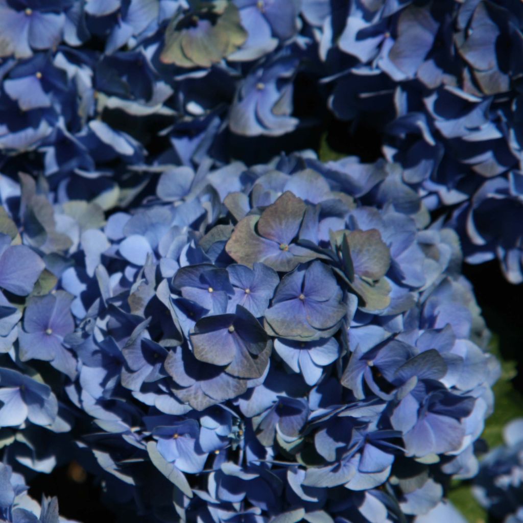 Hortensia Mathilde Gutges - Hydrangea macrophylla