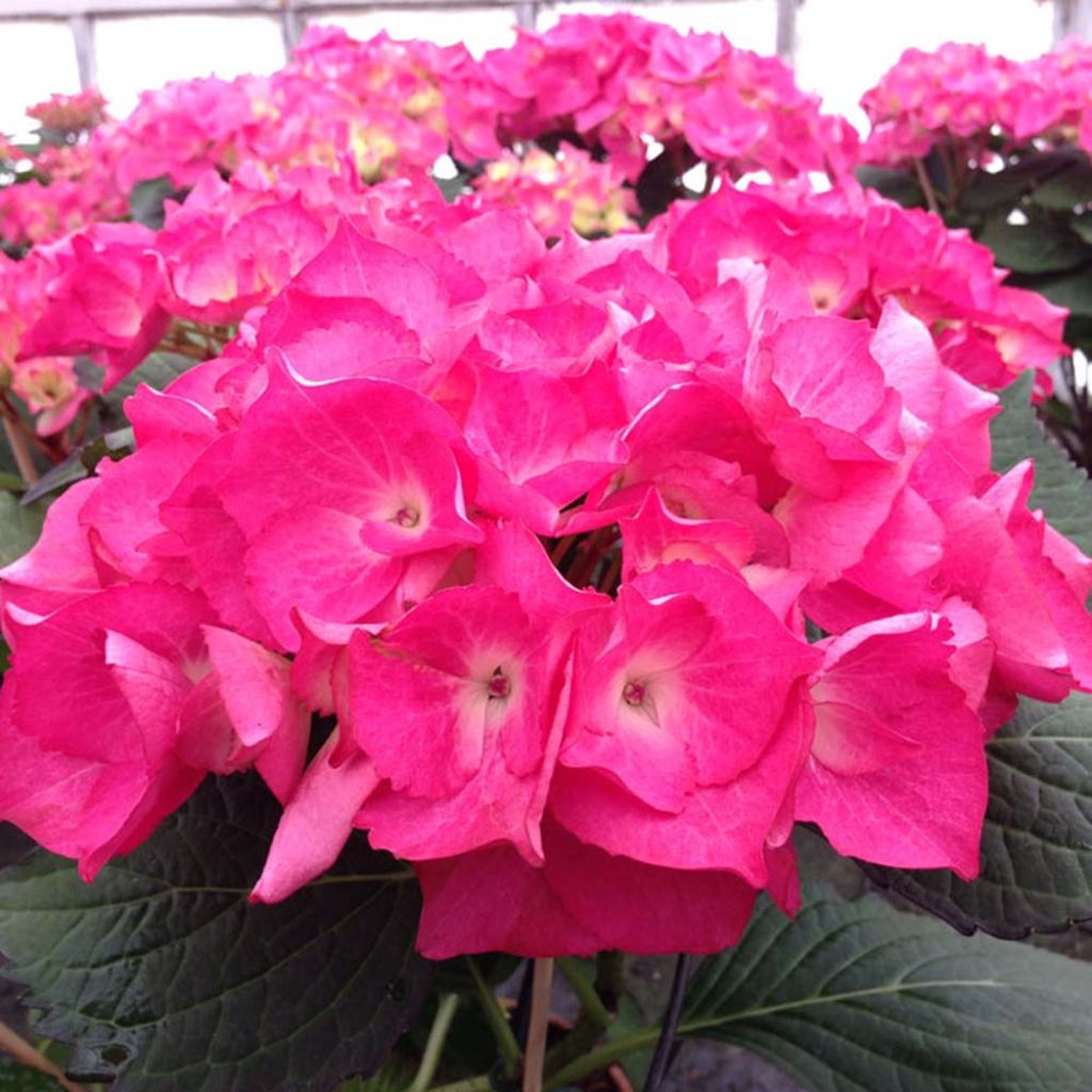 Hortensia - Hydrangea macrophylla Saskia