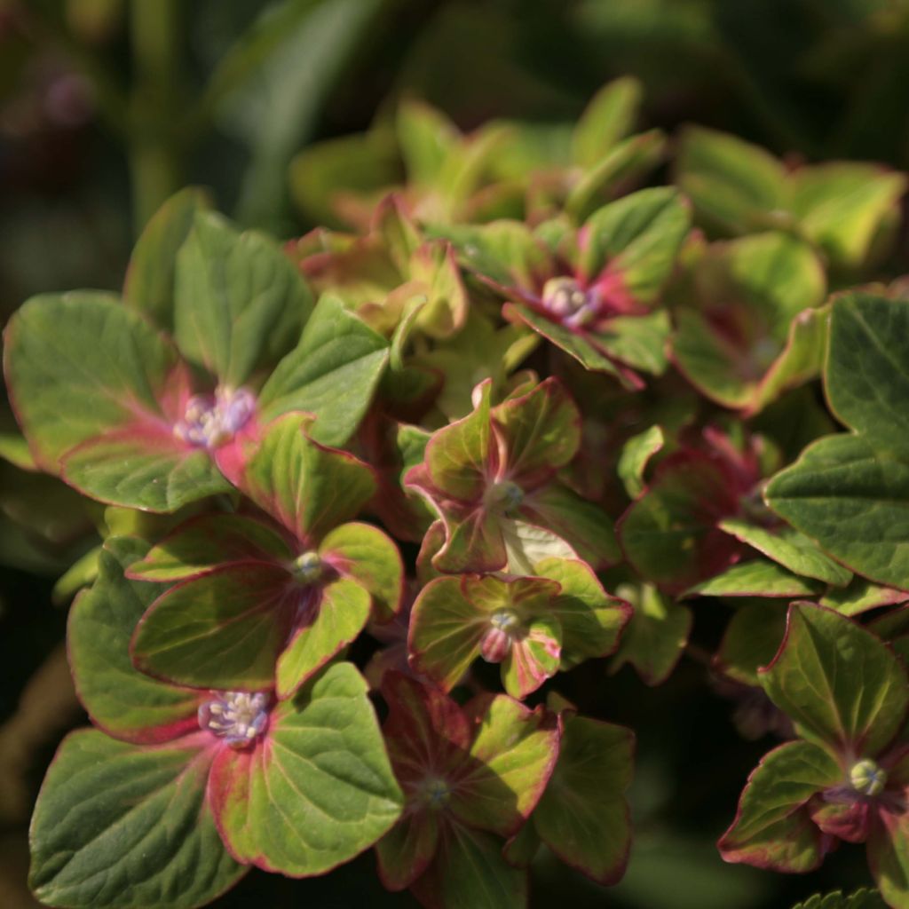 Hortensia - Hydrangea macrophylla Schloss Wackerbarth