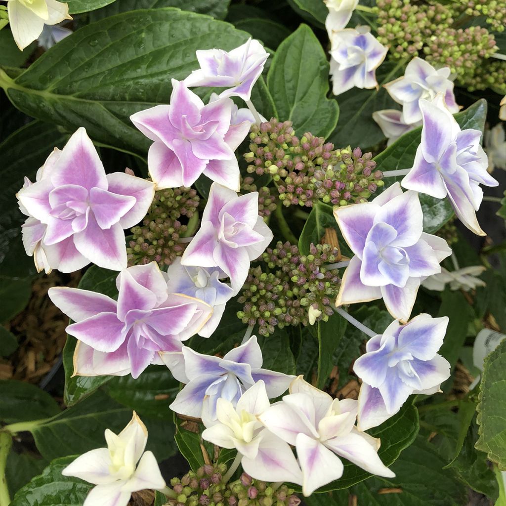 Hortensia - Hydrangea macrophylla Stargazer