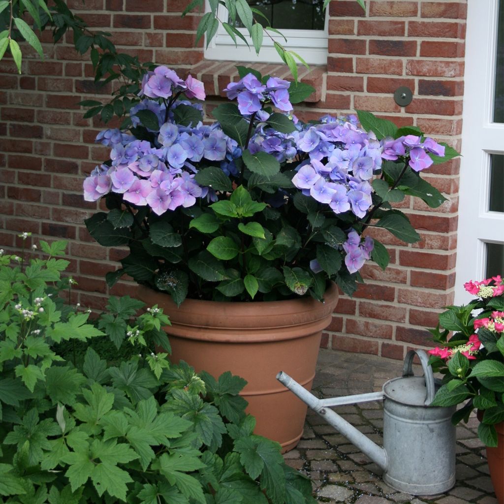 Hortensia - Hydrangea macrophylla Teller Blue