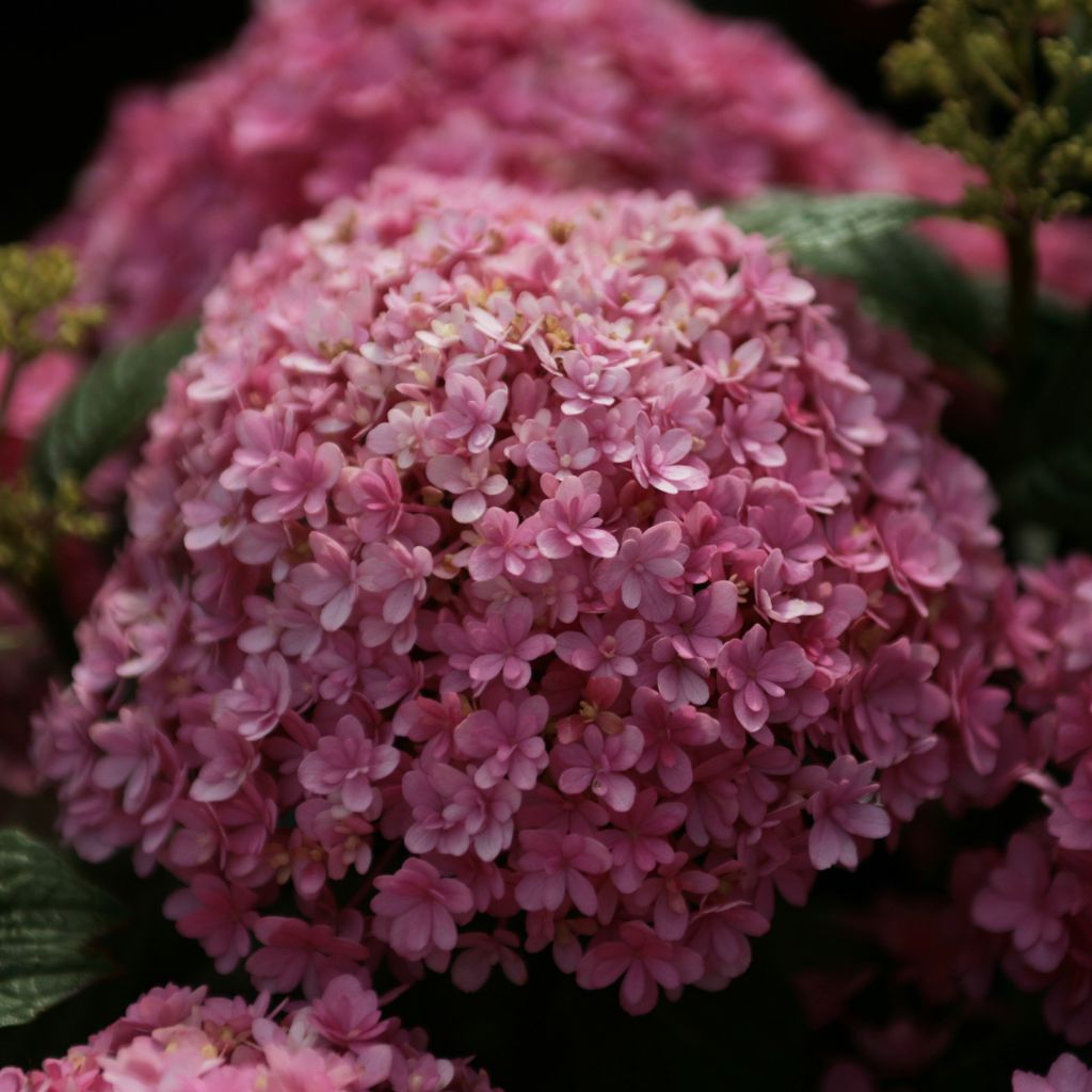 Hortensia - Hydrangea macrophylla Umbrella