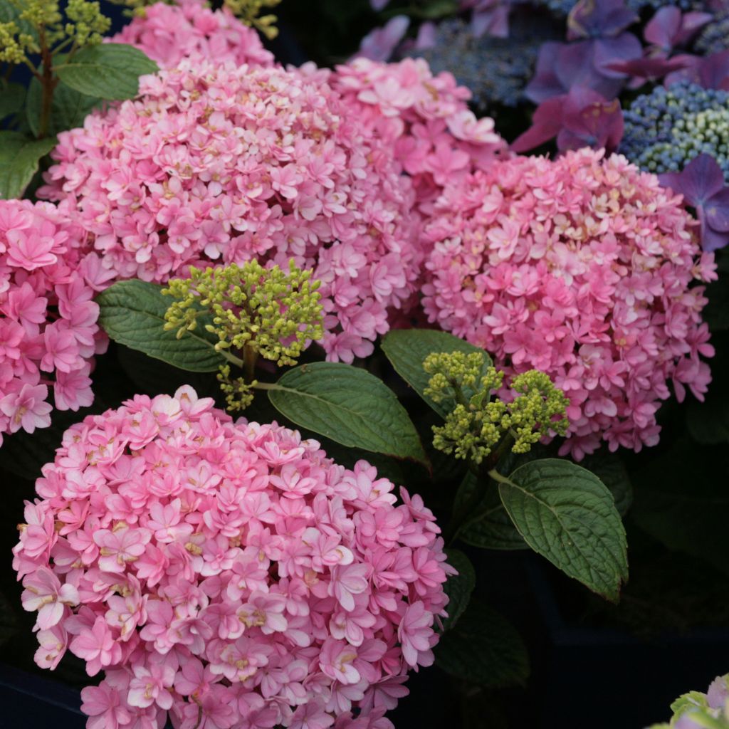 Hortensia - Hydrangea macrophylla Umbrella