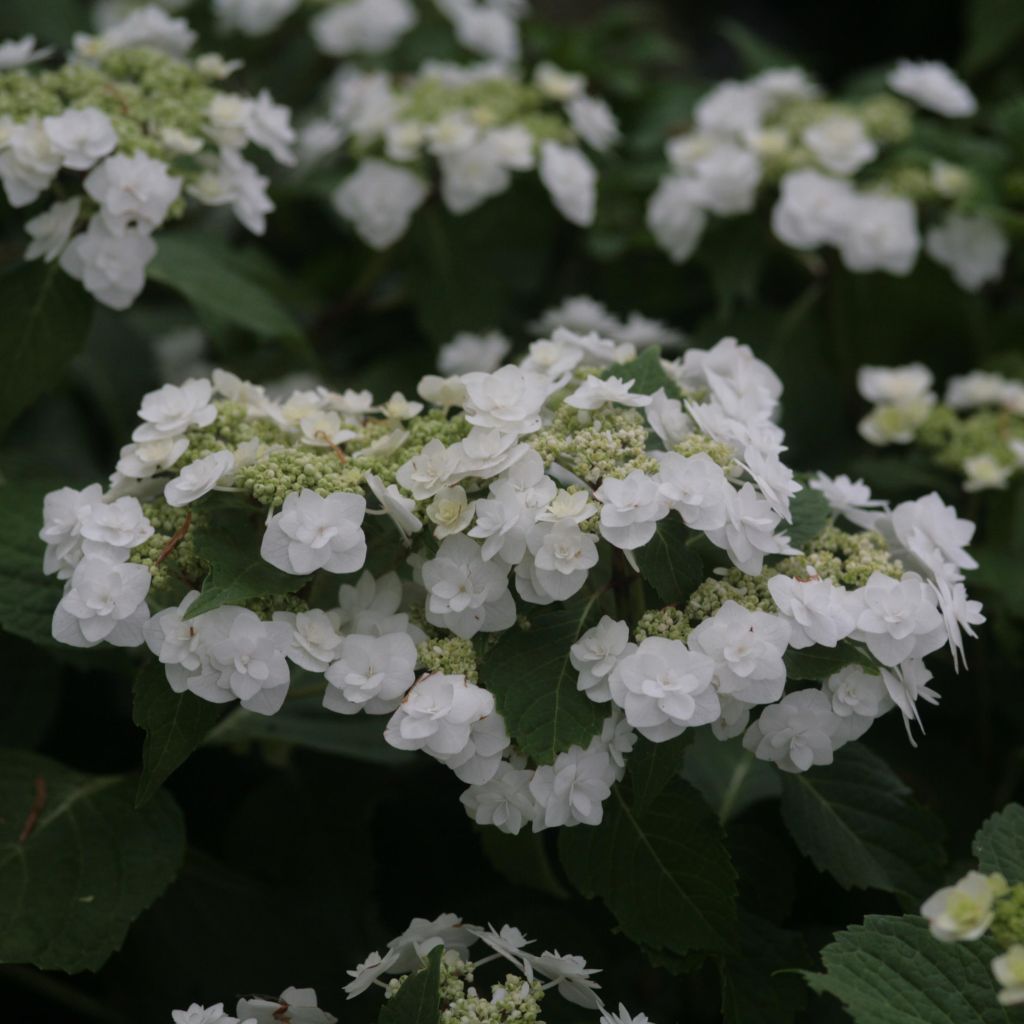 Hydrangea macrophylla Wedding Gown