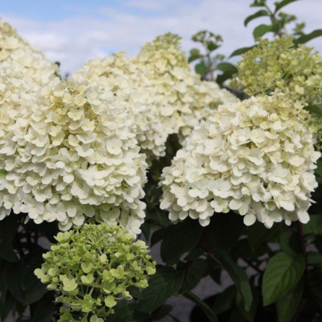 Hydrangea paniculata Bobo