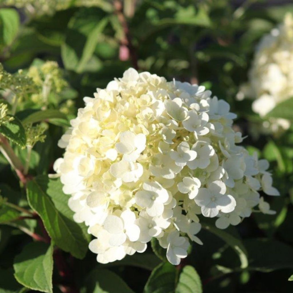 Hydrangea paniculata Bobo