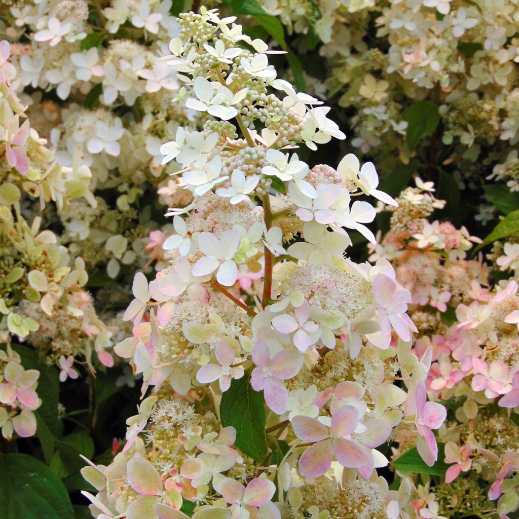 Hortensia - Hydrangea paniculata Confetti