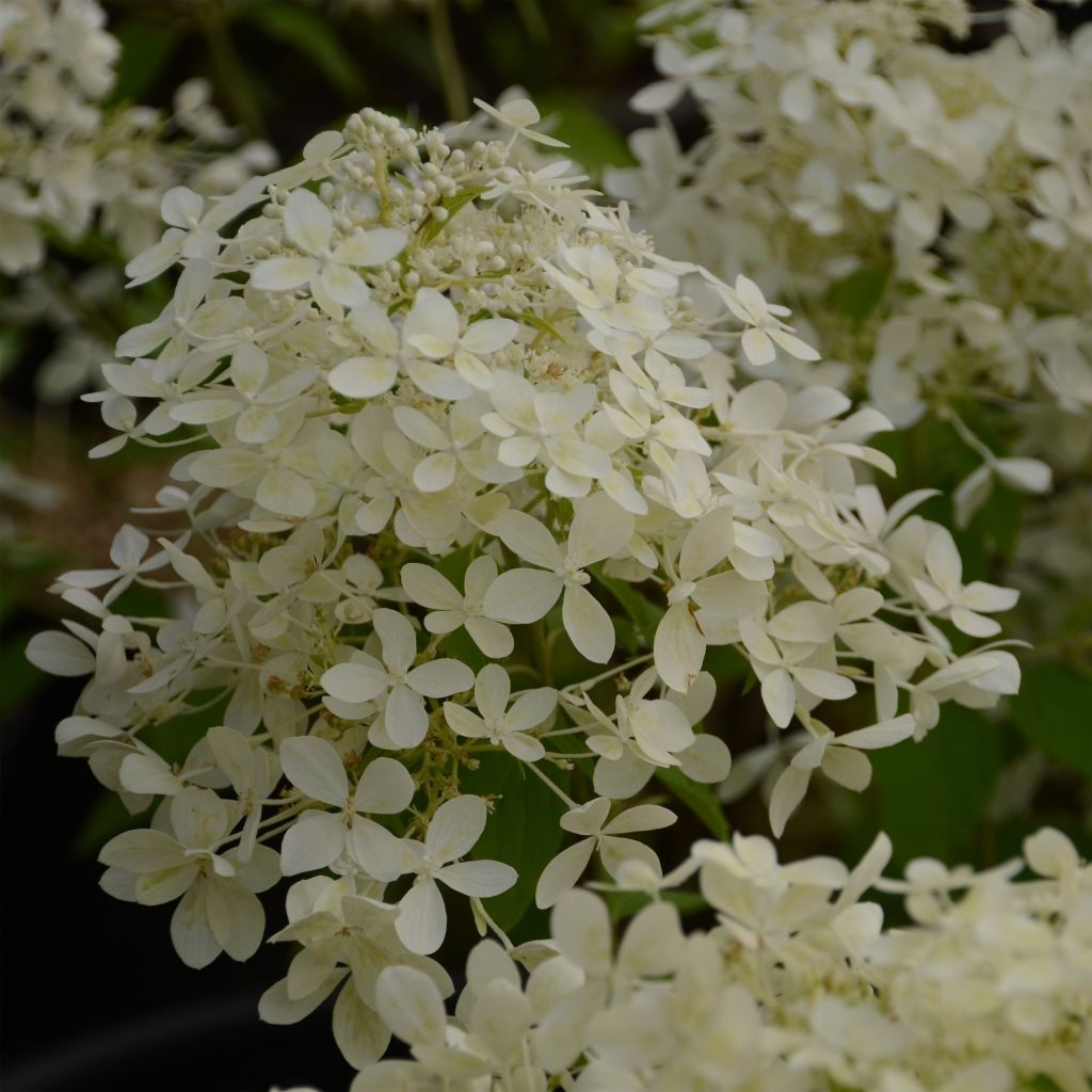 Hydrangea paniculata Dentelle de Gorron - Hortensia paniculé blanc.