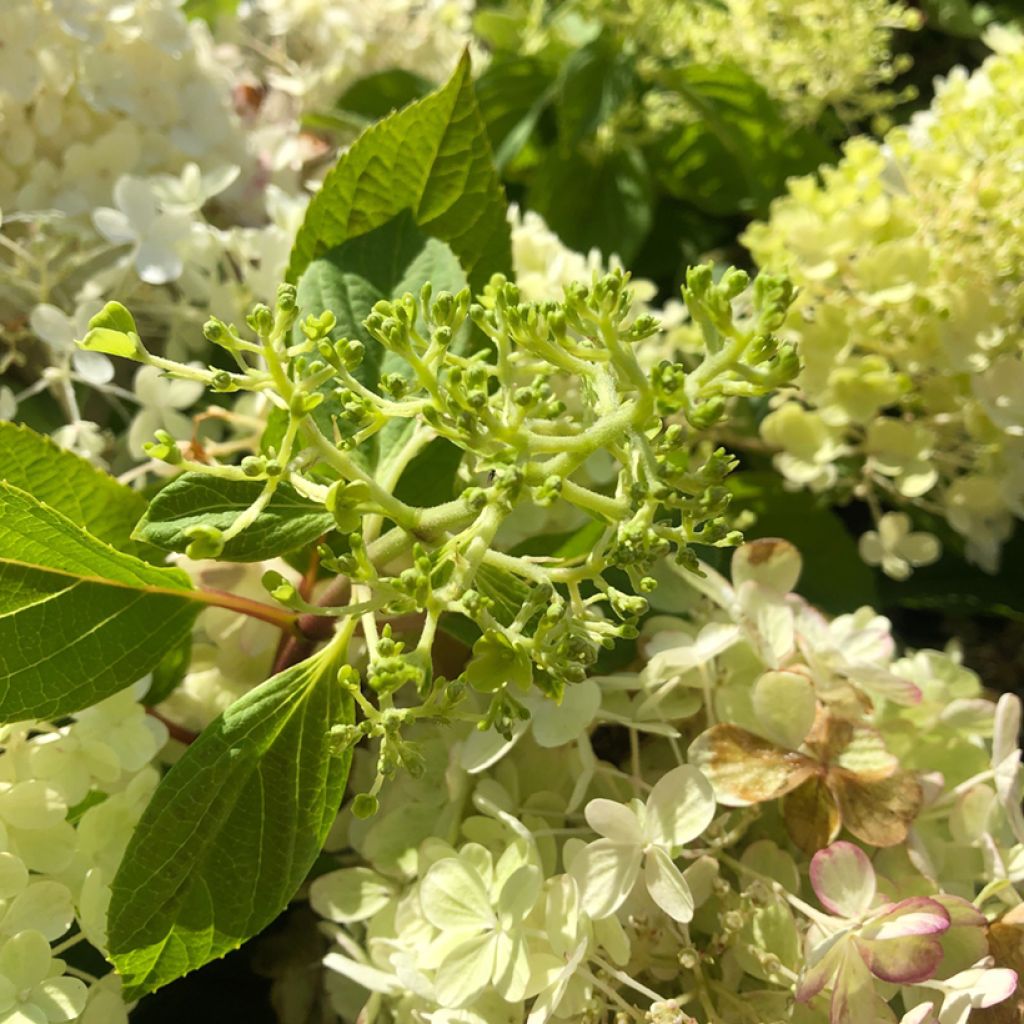 Hortensia paniculé nain - Hydrangea paniculata Fire Light