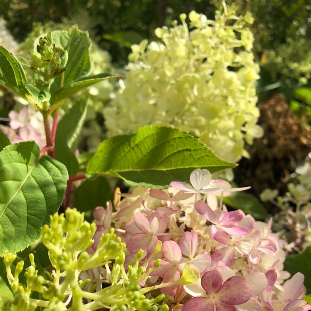 Hortensia paniculé nain - Hydrangea paniculata Fire Light