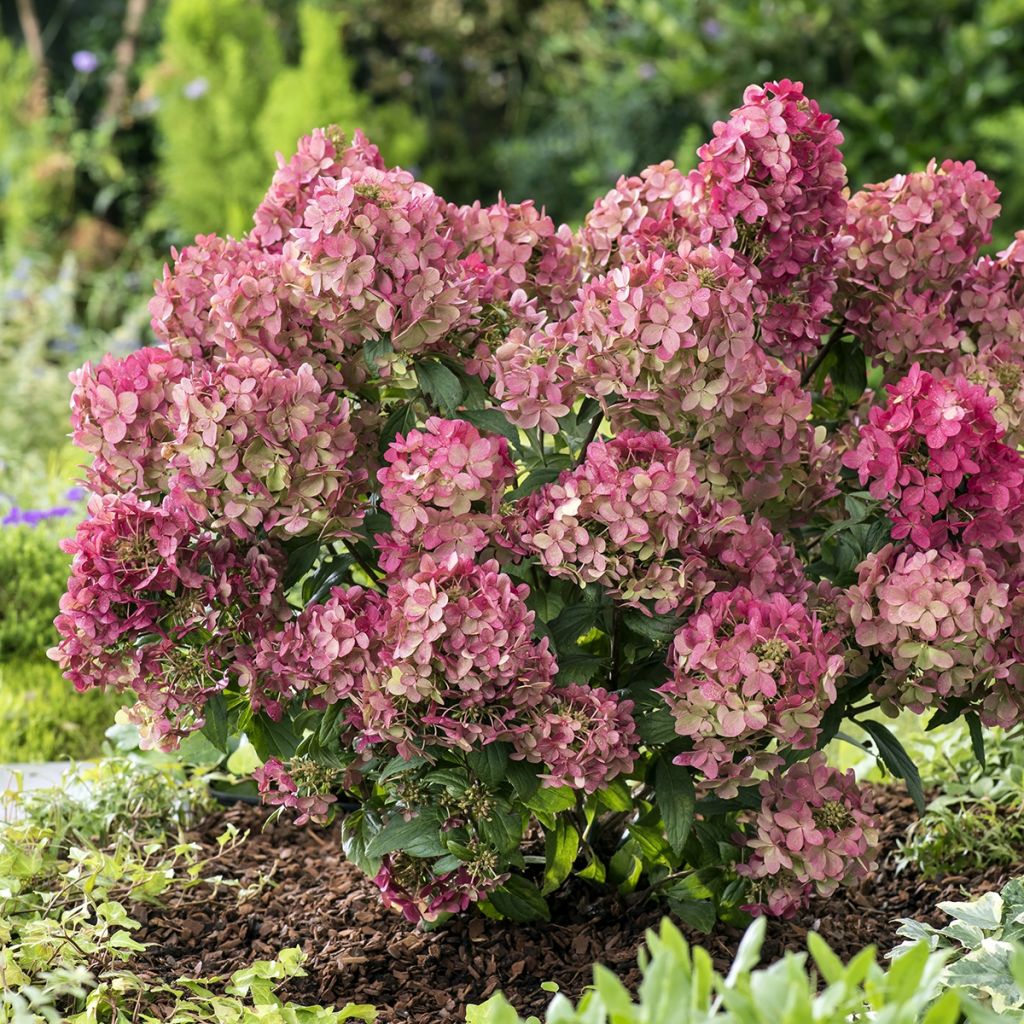 Hortensia paniculé Petite Star - Hydrangea paniculata