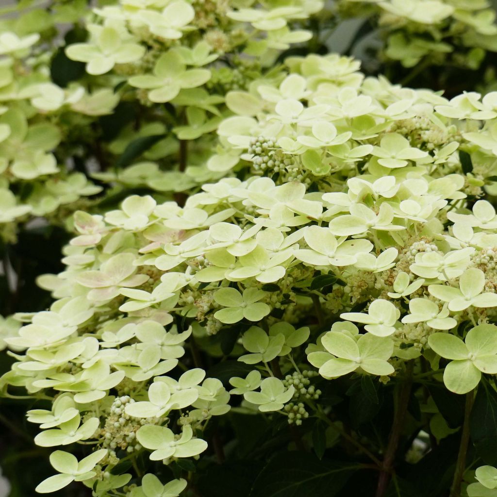 Hydrangea paniculata Polestar