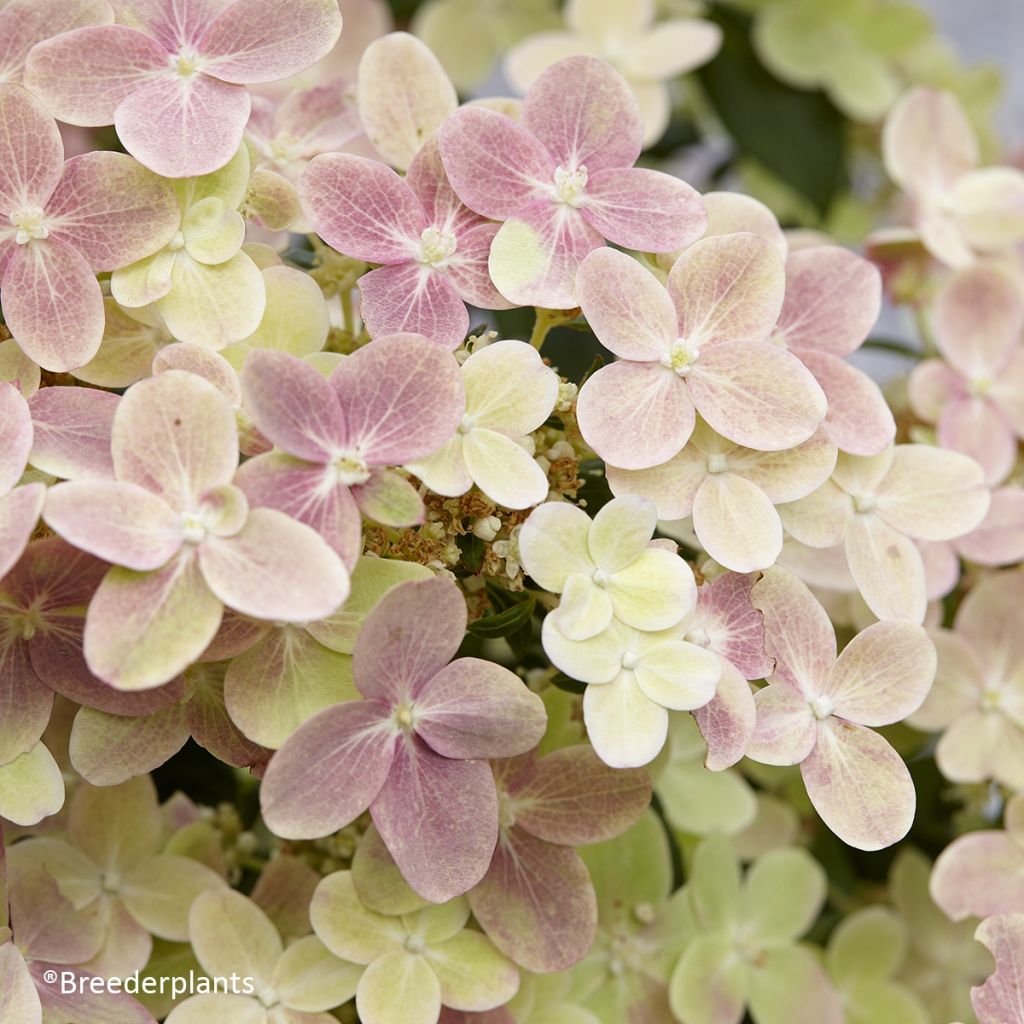 Hydrangea paniculata Polestar - Hortensia paniculé